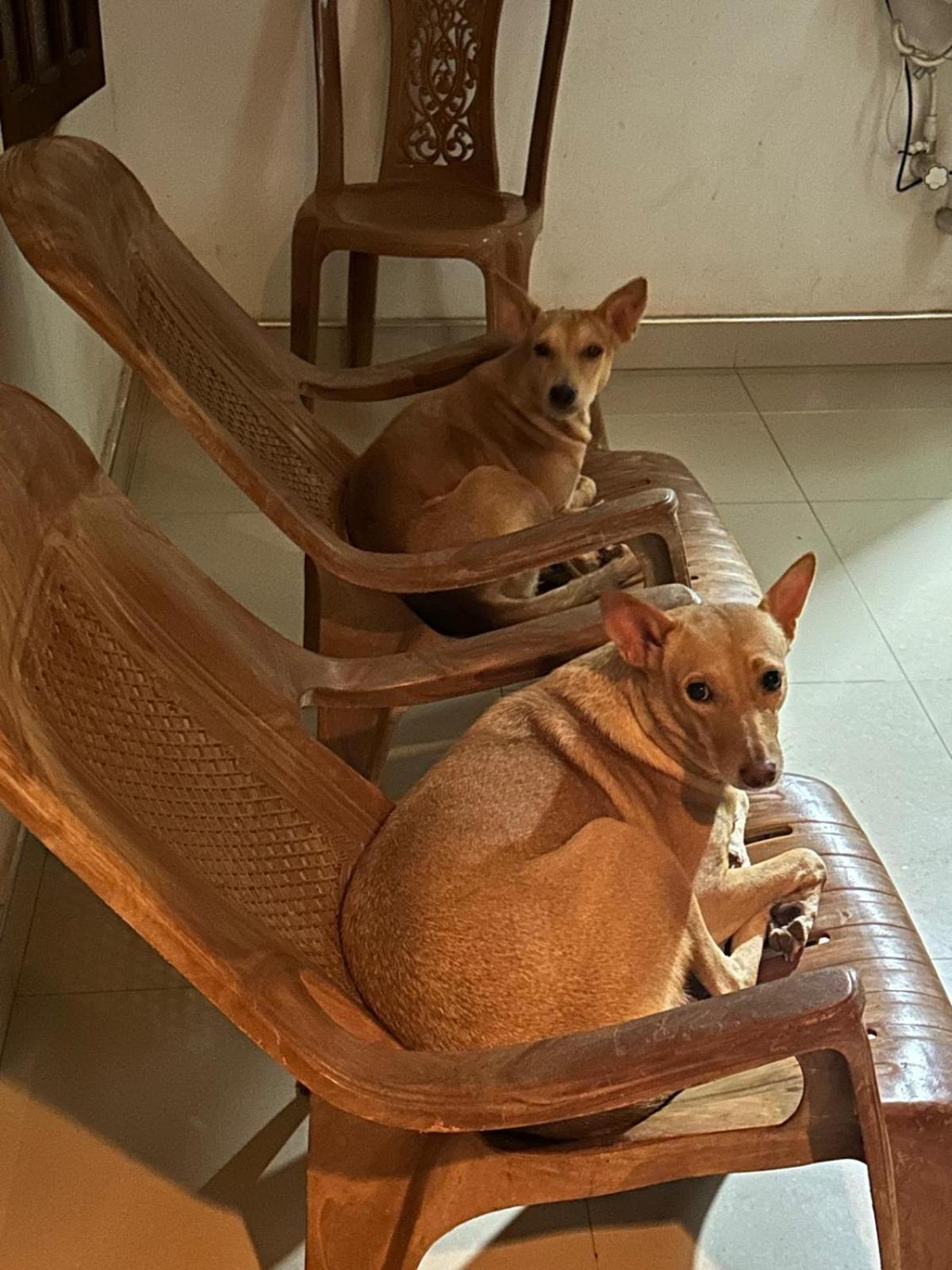 Alass Ga For Pets Lovers Trincomalee Exterior foto